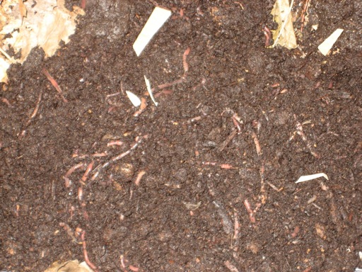 Compost worms - Indoor Composting 101