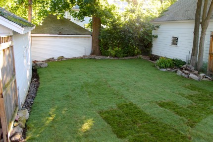 Backyard finished 430x286 - Adding Sod to Yard