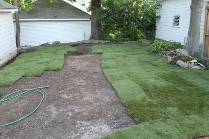 Backyard sod progress 430x286 - It's Not Easy Being Green