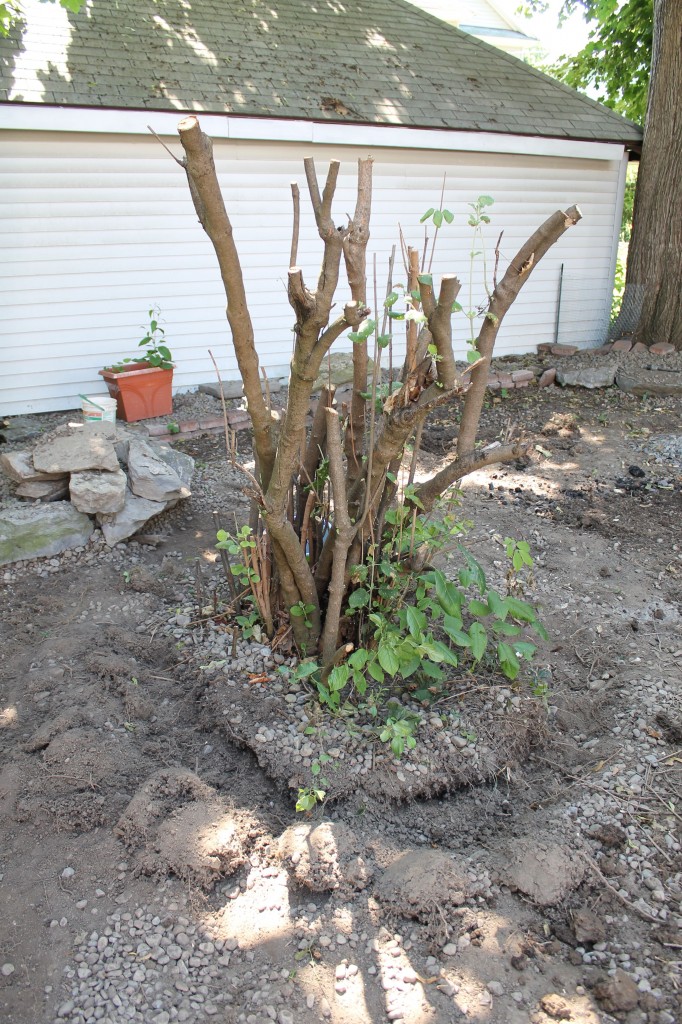 Backyard tree 682x1024 - It's Not Easy Being Green