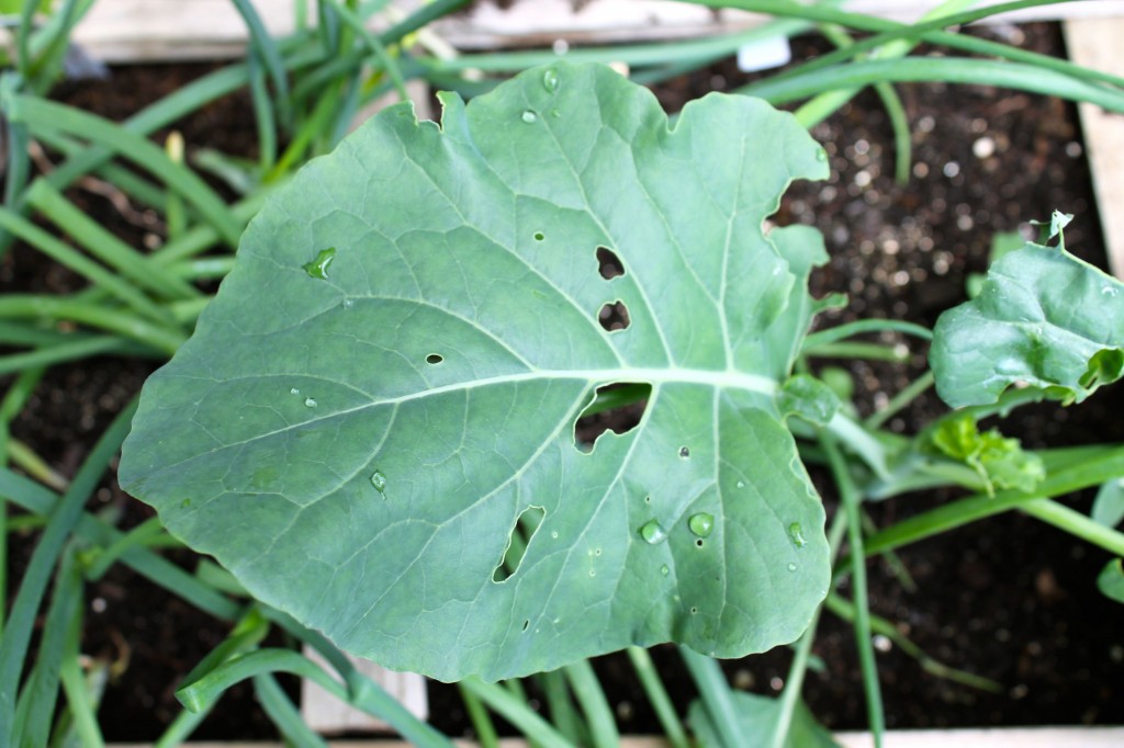Slugs leaf 1024x682 - How To Eliminate Garden Slugs