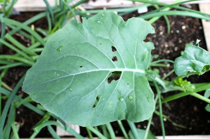Slugs leaf 430x286 - Leaves
