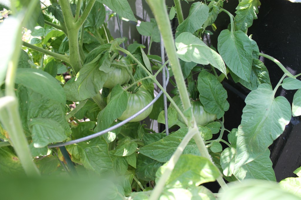 Garden tomatos 1024x682 - Garden Update