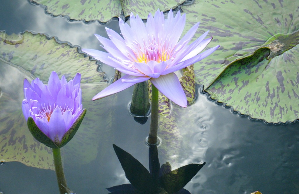 DSCF3509 1024x665 - Monet's Lily Pond, NYC Style