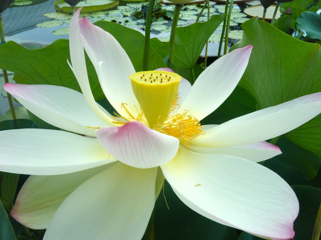 DSCF3510 1024x768 - Monet's Lily Pond, NYC Style