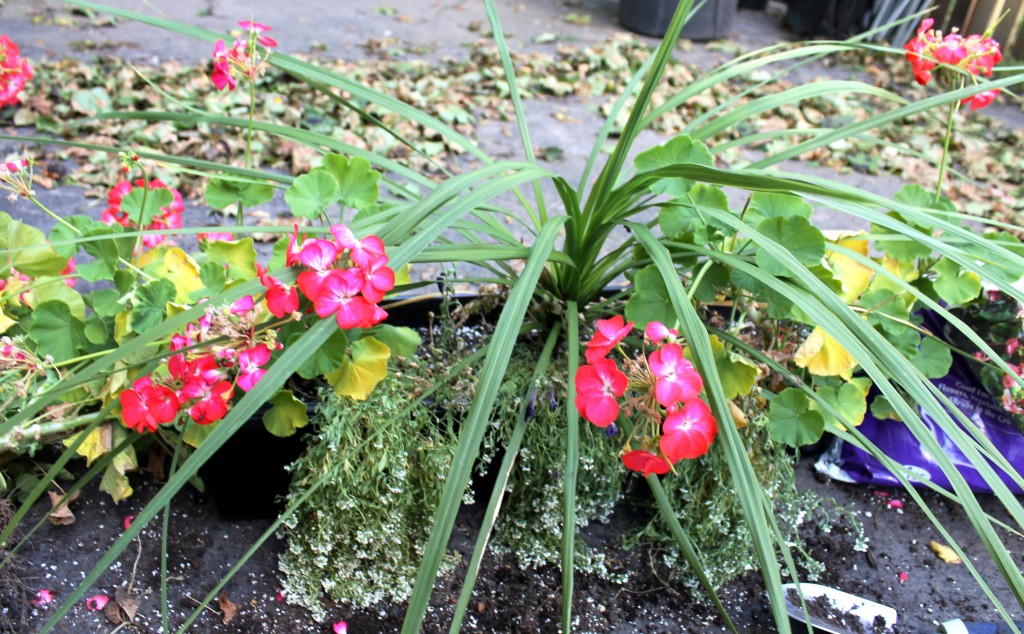 Box before taking out 1024x634 - How To Save Your Geraniums Till Next Year