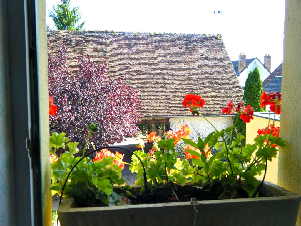 DSCF2117 1024x768 - How To Save Your Geraniums Till Next Year
