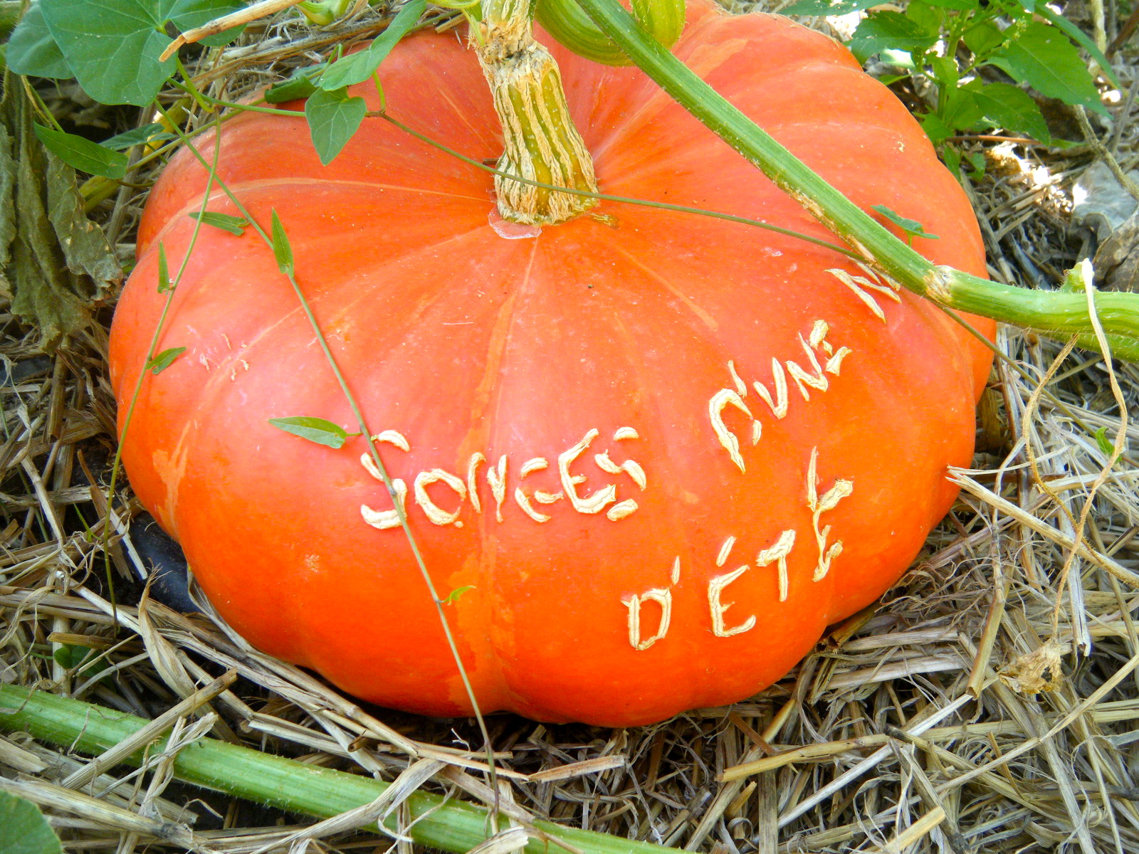 DSCF3909 2 - Personalize Your Pumpkins