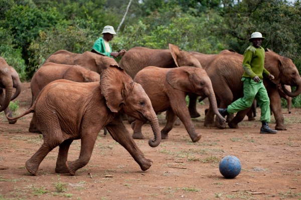 Elephants - Born to Be Wild