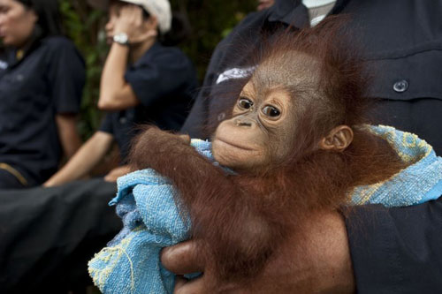 Orangutans - Born to Be Wild