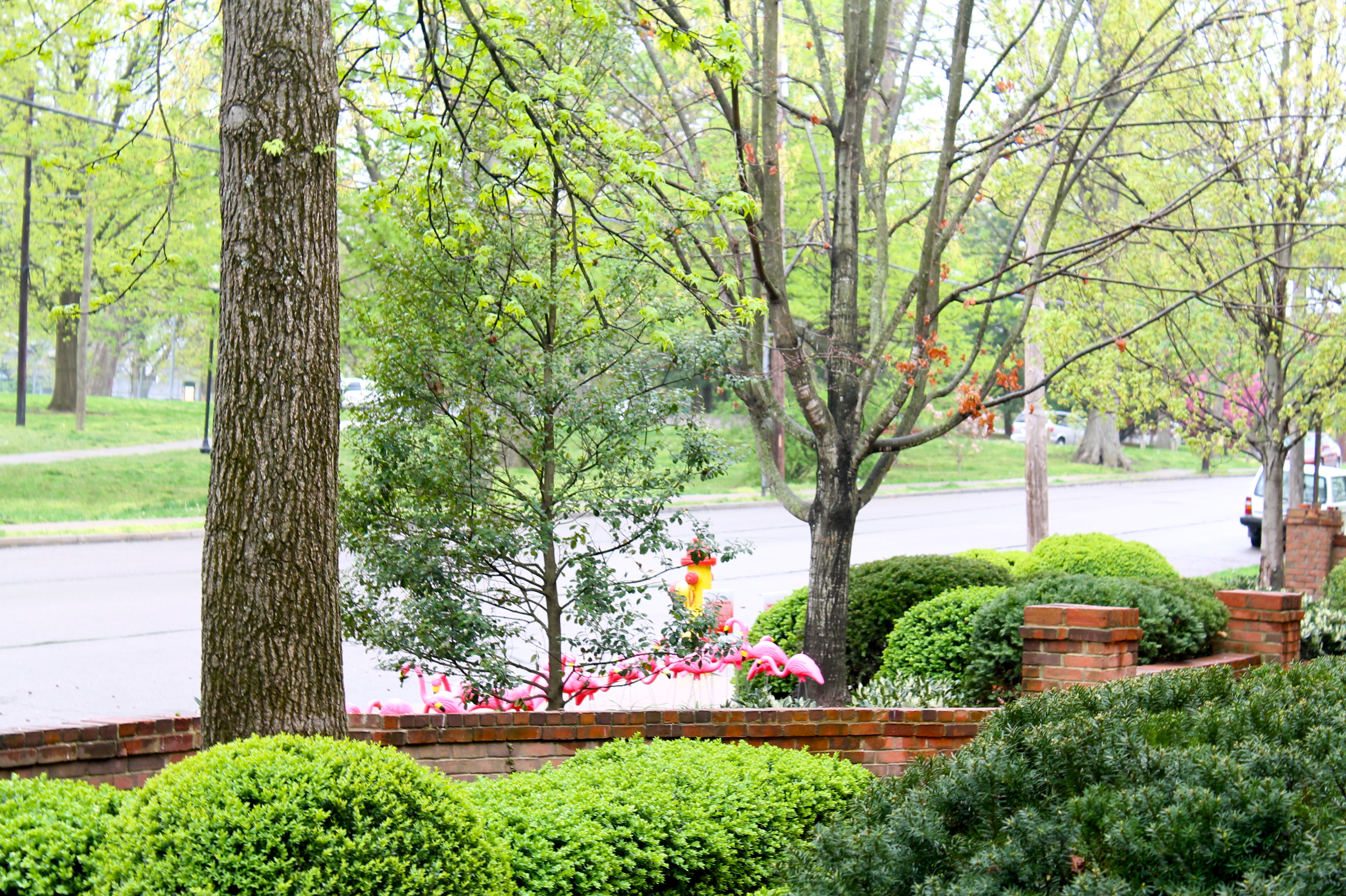 IMG 5236 - Have You Been Flocked?