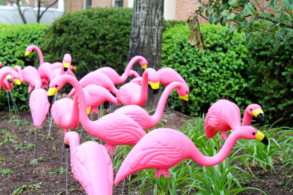 IMG 5237 1024x681 - Have You Been Flocked?