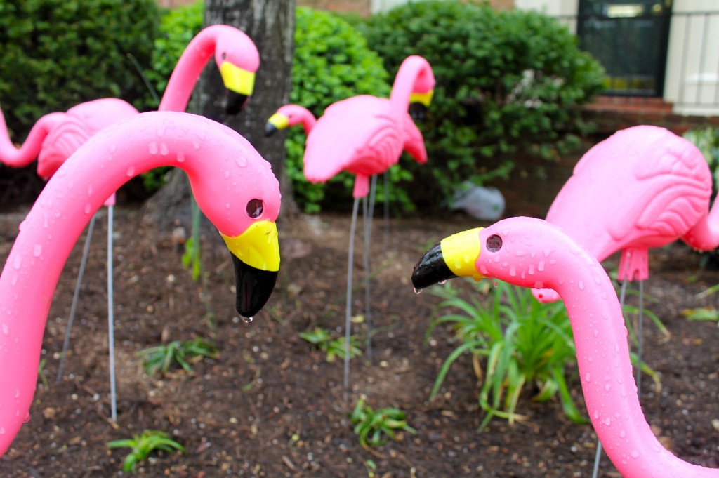 IMG 5242 1024x681 - Have You Been Flocked?