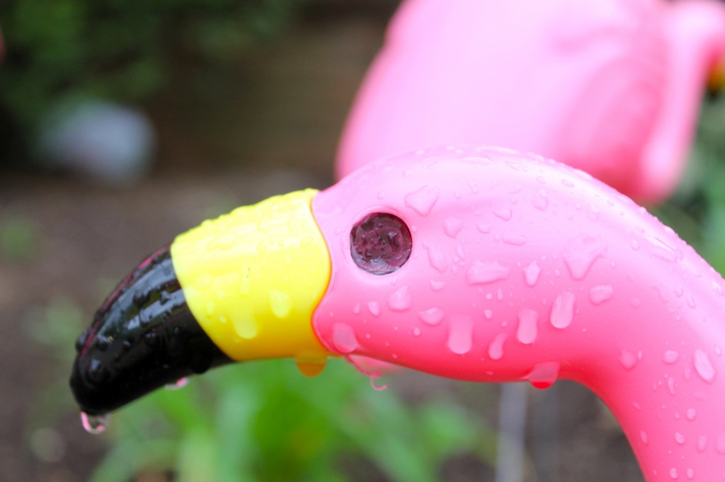 IMG 5243 1024x681 - Have You Been Flocked?
