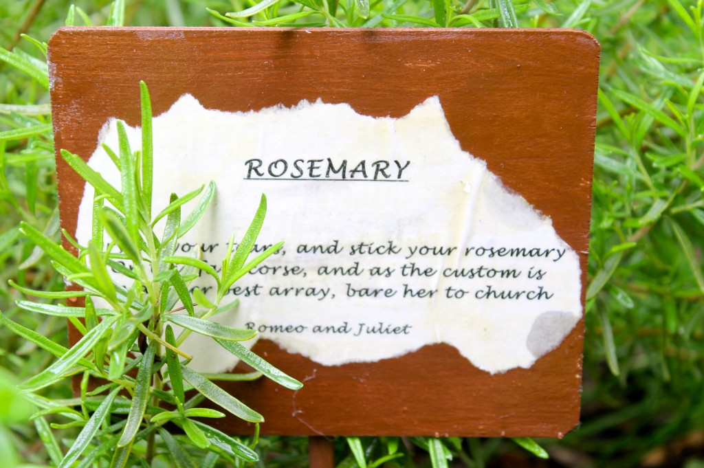 IMG 5398 1024x681 - How to Make a Shakespeare Garden