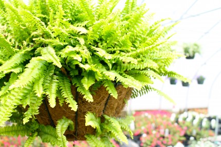 IMG 5555 430x286 - A Visit to the Garden Center