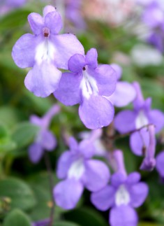 IMG 5571 235x323 - A Visit to the Garden Center