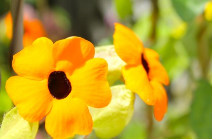 IMG 5584 430x282 - A Visit to the Garden Center