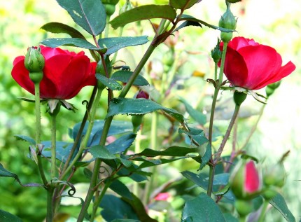 IMG 5596 430x317 - A Visit to the Garden Center