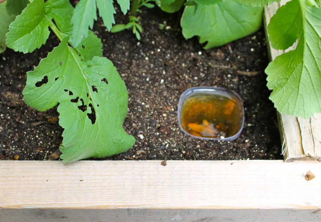 Slugs and leaves 1024x708 - Can We Hometalk????  Please Help Us Out!!!