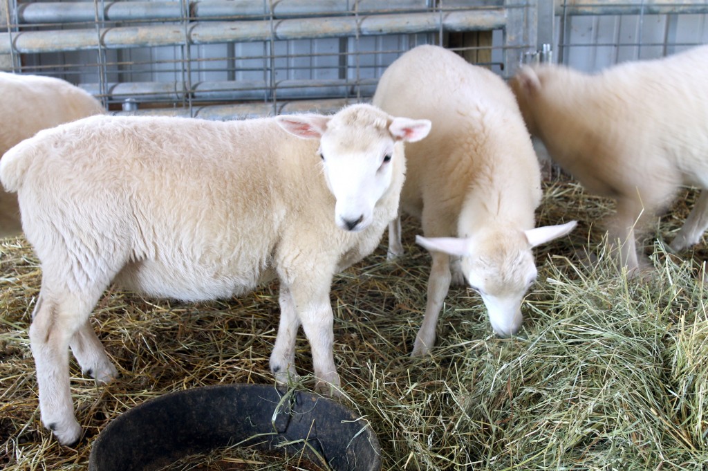 Too Cute For Words IMG 6075 1024x681 - Too Cute For Words