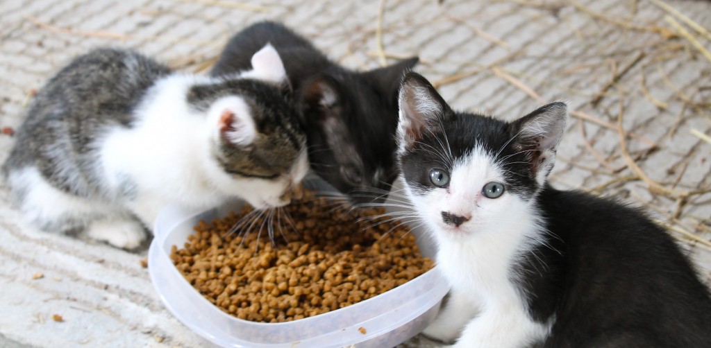 Too Cute For Words IMG 6076 1024x502 - Too Cute For Words