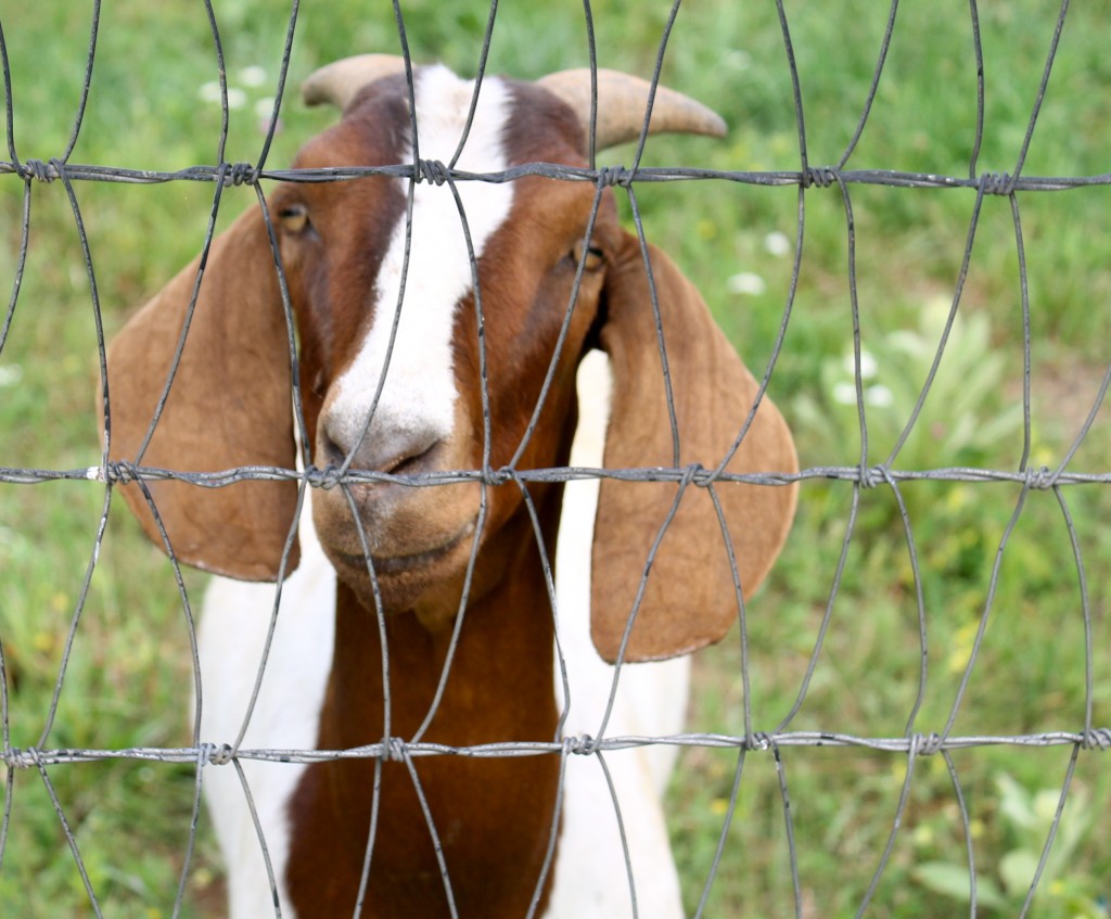 Too Cute For Words IMG 6078 1024x847 - Too Cute For Words