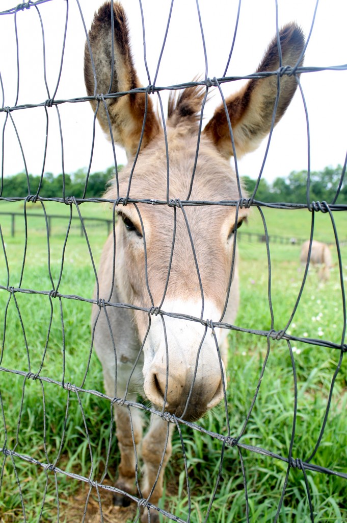 Too Cute For Words IMG 6085 681x1024 - Too Cute For Words