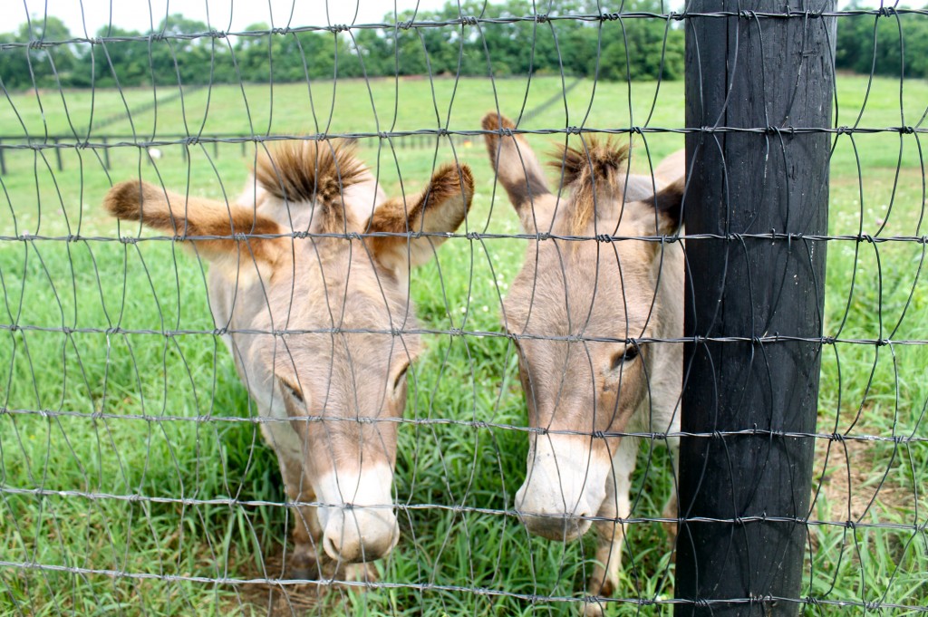 Too Cute For Words IMG 6087 1024x681 - Too Cute For Words