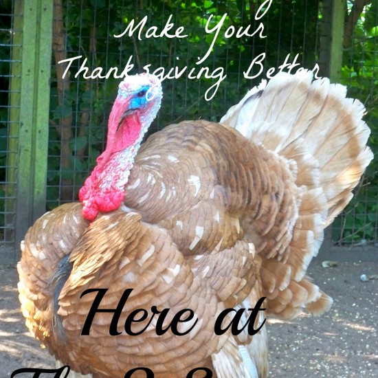 TDay 550x550 - How To Get Some Thanksgiving Helpers