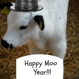 Happy Moo Year 2 275x275 - Welcome 2014