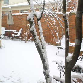 IMG 6934 275x275 - Snow Daze