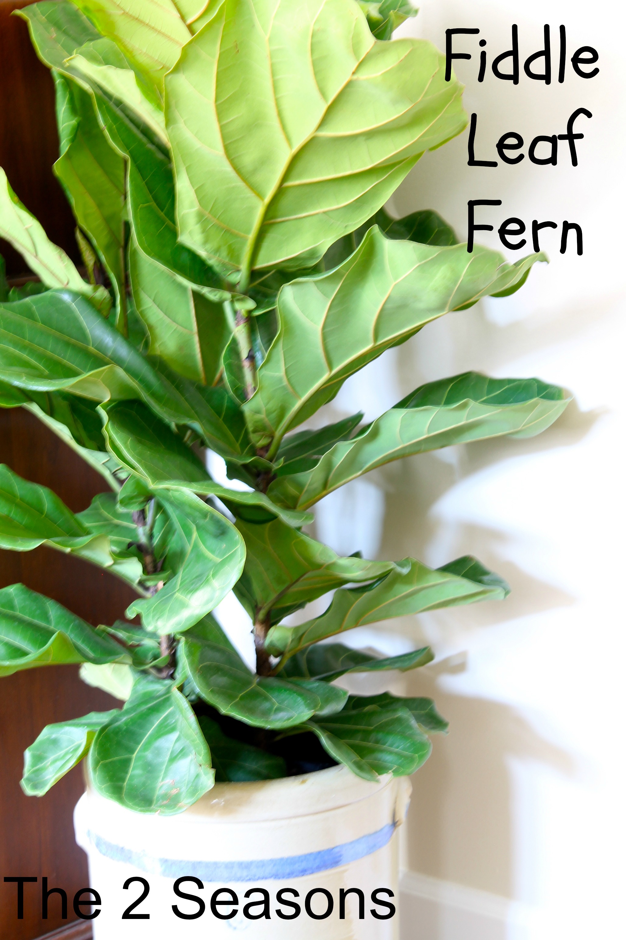 Fiddle Leaf Fern - How to Have Gorgeous Eyebrows