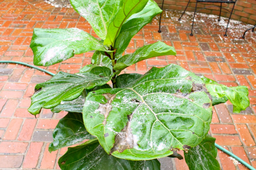 IMG 7468 1024x681 - Fiddle Leaf Fern Failure