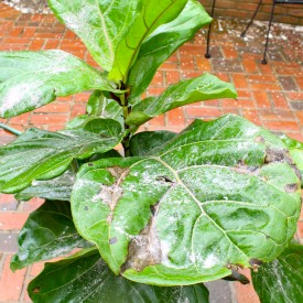 IMG 7468 275x275 - Fiddle Leaf Fern Failure