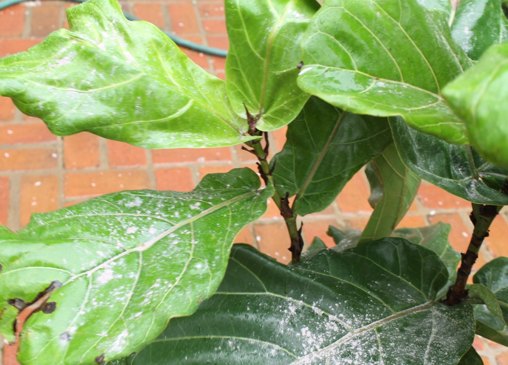 IMG 7471 1024x736 - Fiddle Leaf Fern Failure