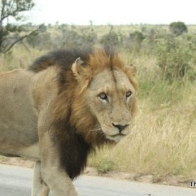 IMG 6946 275x275 - Our Trip to Africa