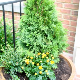 IMG 8642 275x275 - The Three Plants for Container Gardens