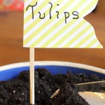 Force Tulips to Bloom