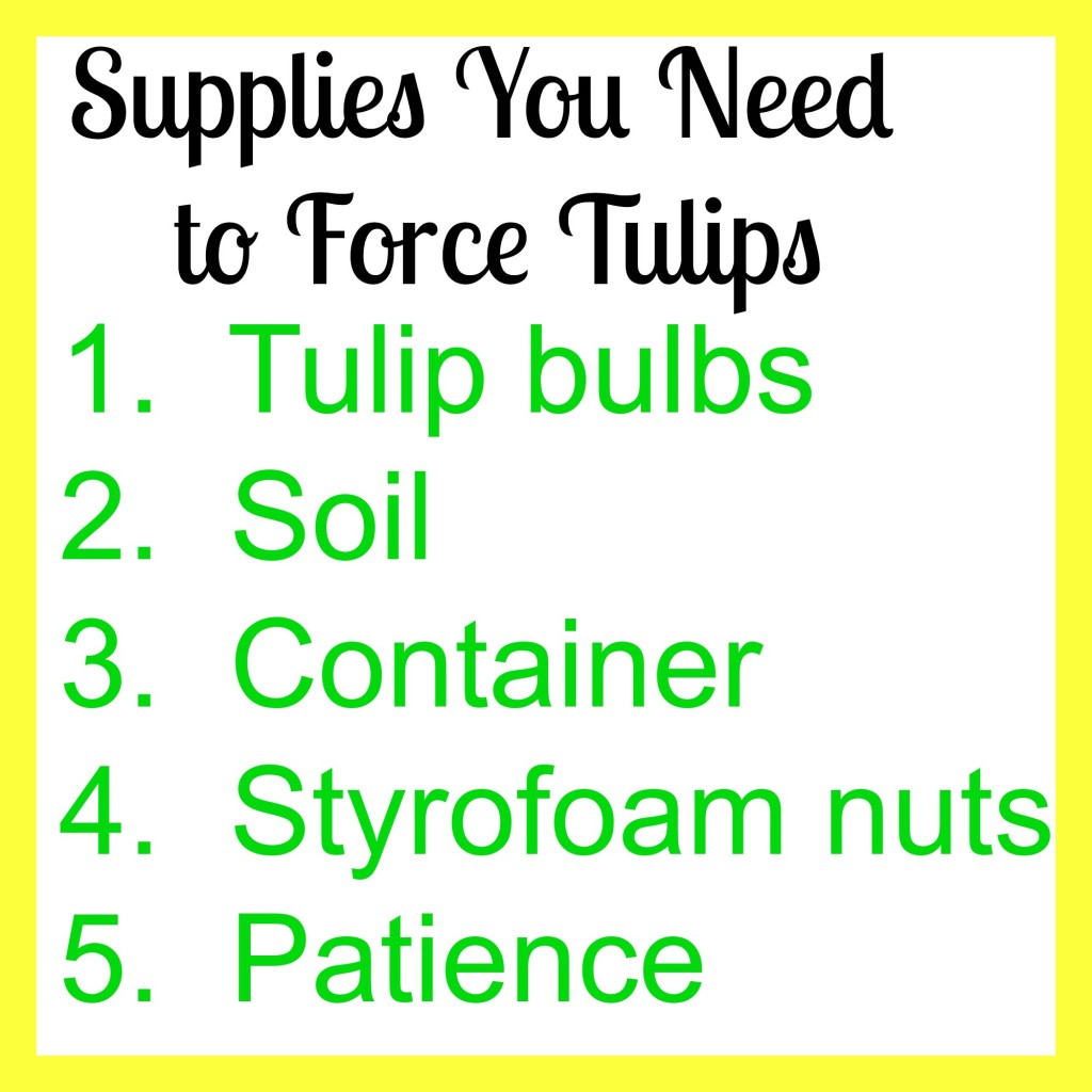 Tulips 1024x1024 - How To Force Bulbs to Bloom