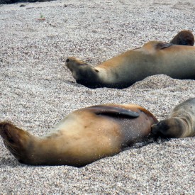 DSCF1591 275x275 - Visiting the Galapagos Islands