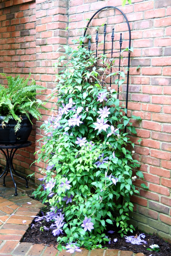 IMG 0793 682x1024 - Landscaping the Courtyard