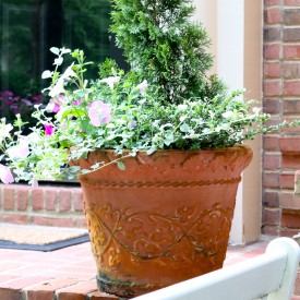 IMG 0907 275x275 - Update on the Front Porch Planter