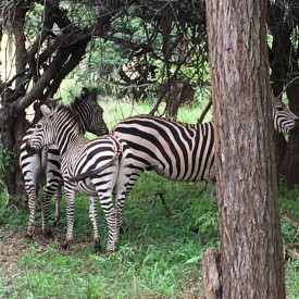 Zambia