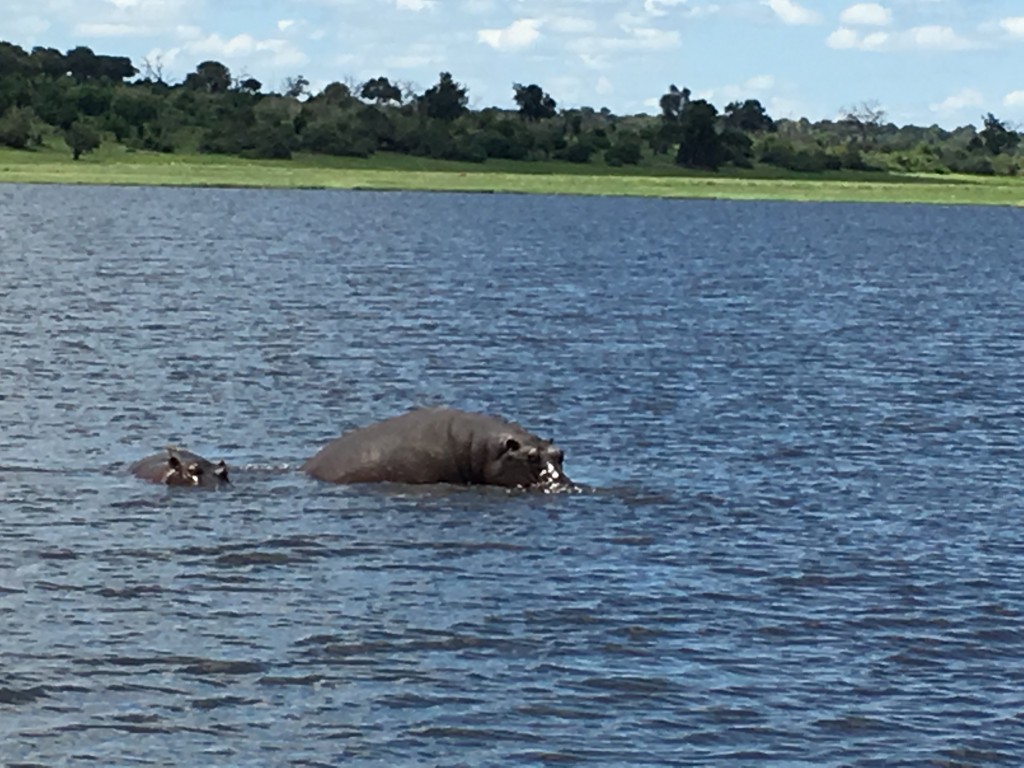 IMG 3656 1024x768 - Our Trip to Botswana
