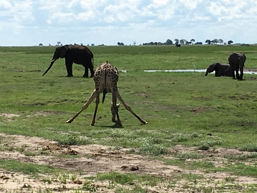 IMG 37191 1024x768 - Our Trip to Botswana