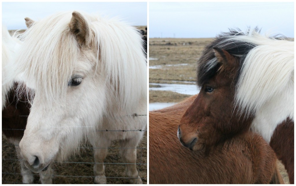 Iceland Horses 1024x645 - Visiting Iceland in the Winter