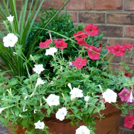 Wave petunias ready for July 4 - The 2 Seasons