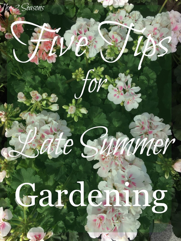 Gardening Tips 768x1024 - Five Tips for Late Summer Gardening